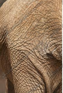 elephant skin 0008